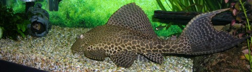 oscar sailfin plec 2001-2018
